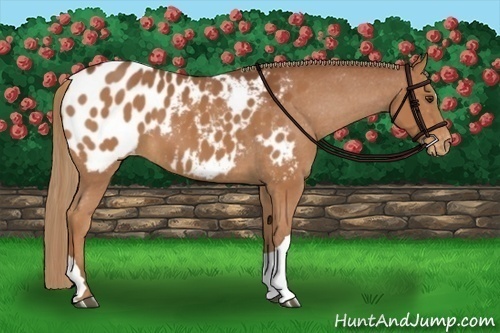 Horse Color:Chestnut Blanket