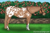 Horse Color:Chestnut Appaloosa 