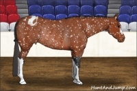 Horse Color:Bay Snowflake Varnish Rabicano 