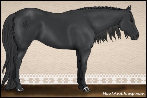 Horse Color:Black 