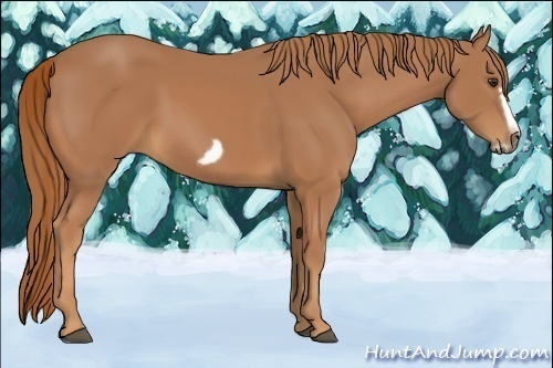 Horse Color:Chestnut Splash Frame