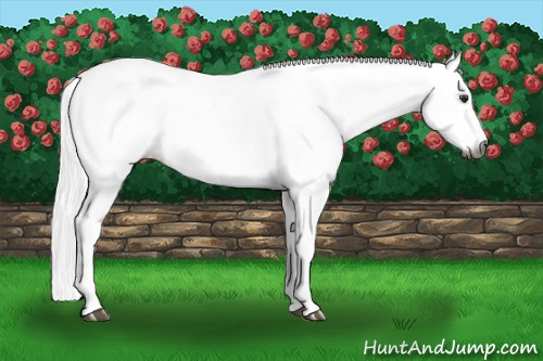 Horse Color:Gray Chestnut Near Leopard 