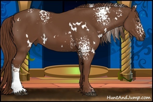 Horse Color:White Spotted Chestnut 