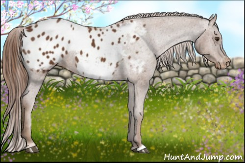 Horse Color:Chestnut Appaloosa 