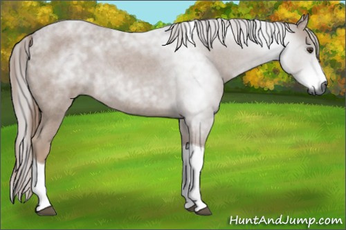 Horse Color:Gray Liver Red Roan Tobiano