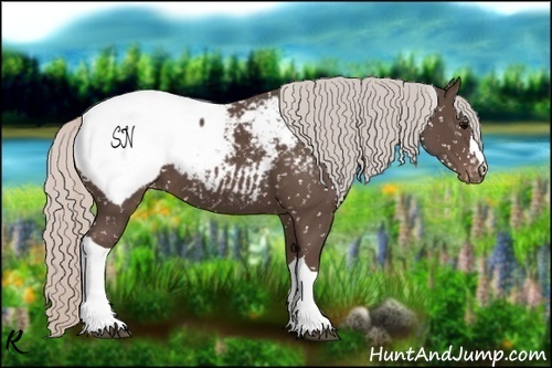 Horse Color:Silver Black Appaloosa 