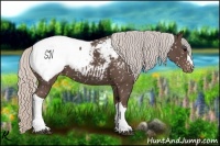 Horse Color:Silver Black Appaloosa 