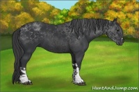 Horse Color:Black 