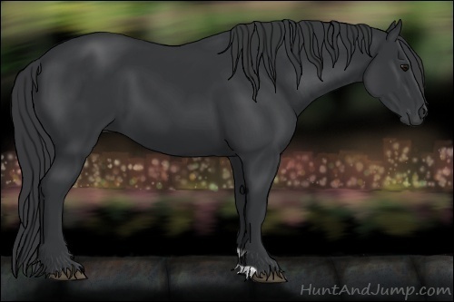 Horse Color:Black 