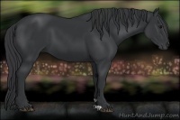Horse Color:Black 