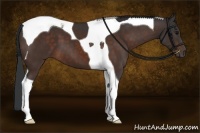 Horse Color:Brown Tobiano 