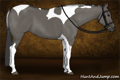 Horse Color:Grullo Tobiano