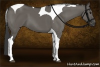Horse Color:Grullo Tobiano 