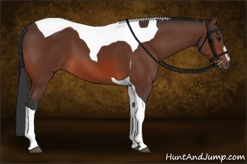 Horse Color:Brown Sabino Tobiano