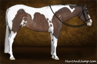 Horse Color:Brown Sabino Tobiano Rabicano