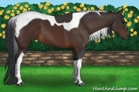 Horse Color:Bay Tobiano