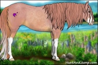 Horse Color:Watercolor Chestnut Splash Rabicano 