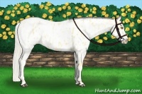 Horse Color:Palomino Near Leopard  and Palomino Roan Near Leopard 