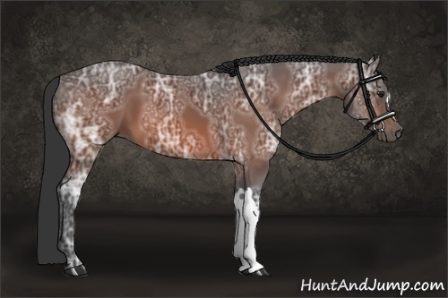 Horse Color:Bay Ice 