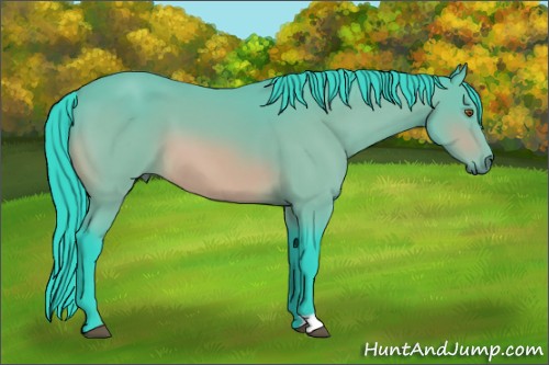 Horse Color:Watercolor Bay