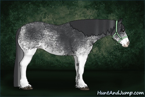 Horse Color:White Spotted Black 