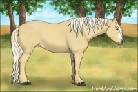 Horse Color:Palomino