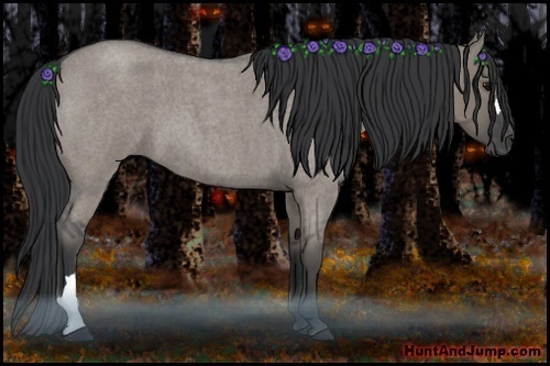 Horse Color:Grullo Roan 