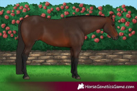 Horse Color:Gray Bay