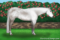 Horse Color:Gray Bay 