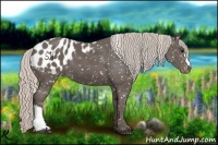 Horse Color:Silver Black Appaloosa 