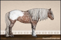 Horse Color:Silver Brown Roan Snowcap