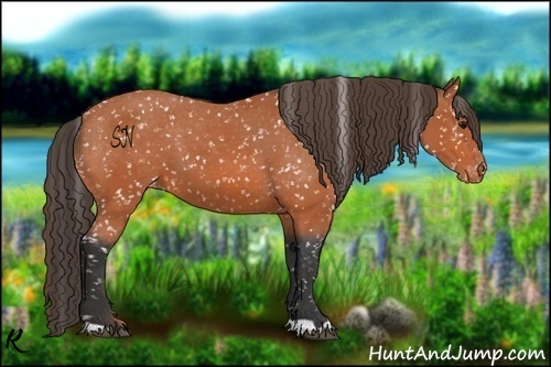 Horse Color:Bay Appaloosa 