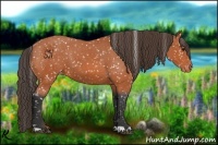 Horse Color:Bay Appaloosa
