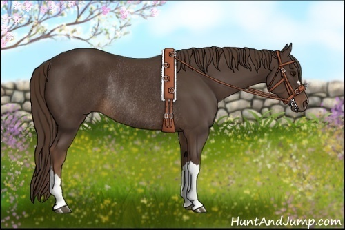 Horse Color:Liver Chestnut Rabicano 