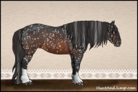Horse Color:Brown Appaloosa 