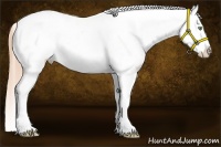 Horse Color:Gold Champagne Dun Varnish