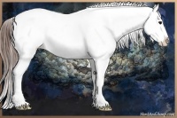Horse Color:White Spotted Bay Appaloosa