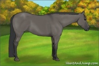 Horse Color:Grullo 