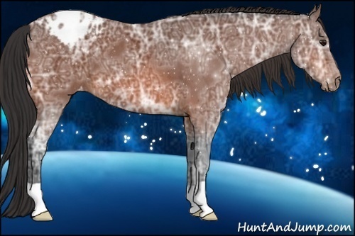 Horse Color:Bay Ice Appaloosa 