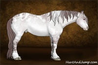 Horse Color:White Spotted Chocolate Brown Chinchilla Ice Sabino Appaloosa