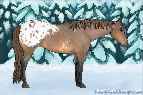 Horse Color:Buckskin Appaloosa
