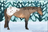 Horse Color:Buckskin Appaloosa 
