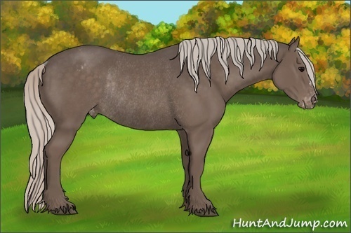 Horse Color:Silver Black Varnish Rabicano 