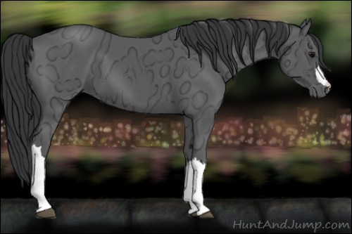 Horse Color:Black Ice 