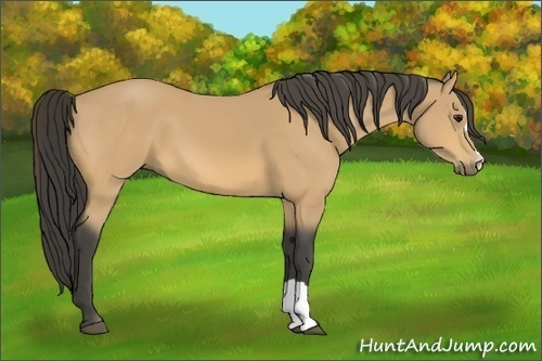 Horse Color:Buckskin
