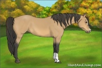 Horse Color:Buckskin 