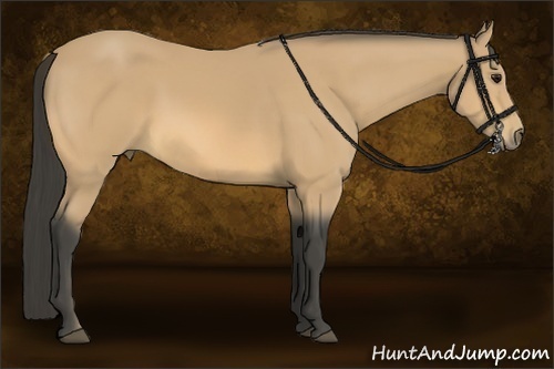 Horse Color:Buckskin 