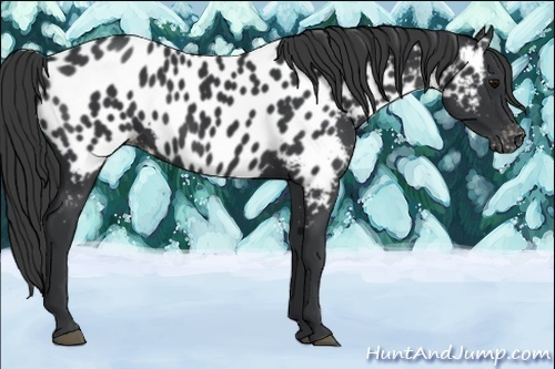 Horse Color:Black Near Leopard