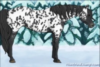 Horse Color:Black Appaloosa