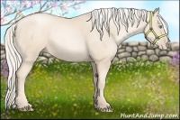 Horse Color:Gold Cream Champagne Pearl